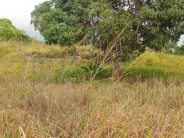 Eighth image of Big Yard Road , Top Hill in Top Hill, St. Elizabeth, Jamaica - property is For Sale
