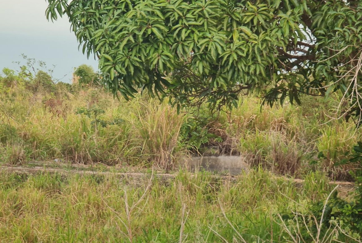 Ninth image of Big Yard Road , Top Hill in Top Hill, St. Elizabeth, Jamaica - property is For Sale