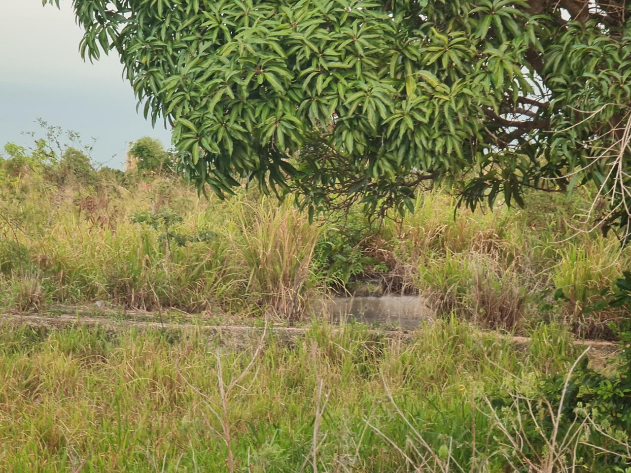 Ninth image of Big Yard Road , Top Hill in Top Hill, St. Elizabeth, Jamaica - property is For Sale