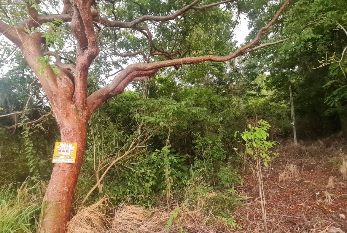 Tenth image of Big Yard Road , Top Hill in Top Hill, St. Elizabeth, Jamaica - property is For Sale