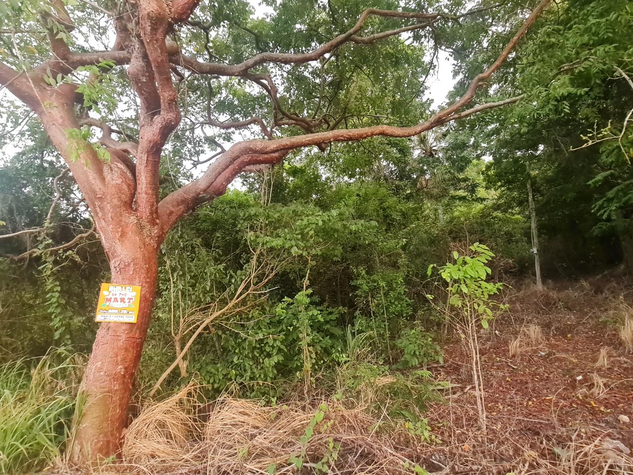 Tenth image of Big Yard Road , Top Hill in Top Hill, St. Elizabeth, Jamaica - property is For Sale