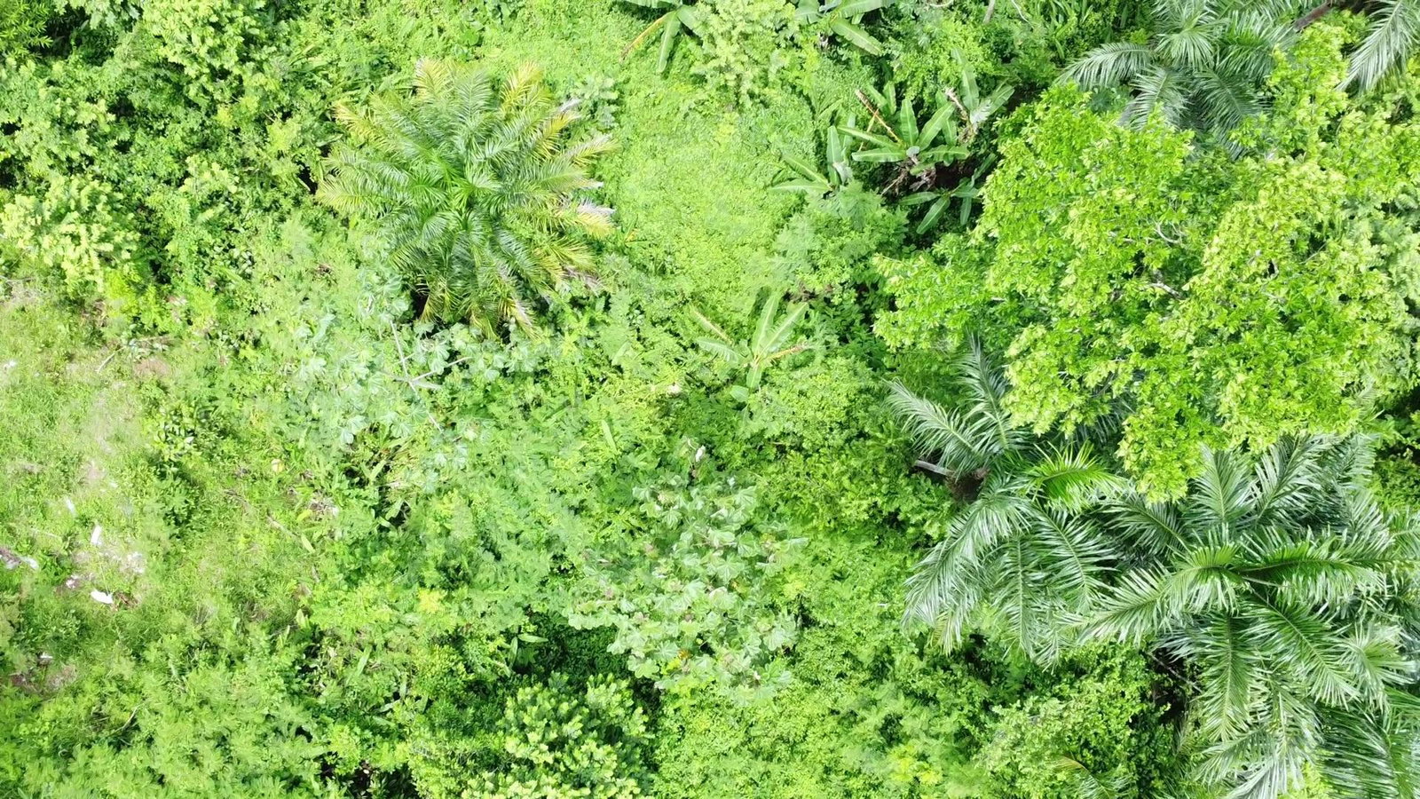 30.35-Acres-of-Prime-Development-Land-in-Trelawny-Jamaica Twelfth image of Part of Freeman Hall in Ulster Spring, Trelawny, Jamaica - property is For Sale