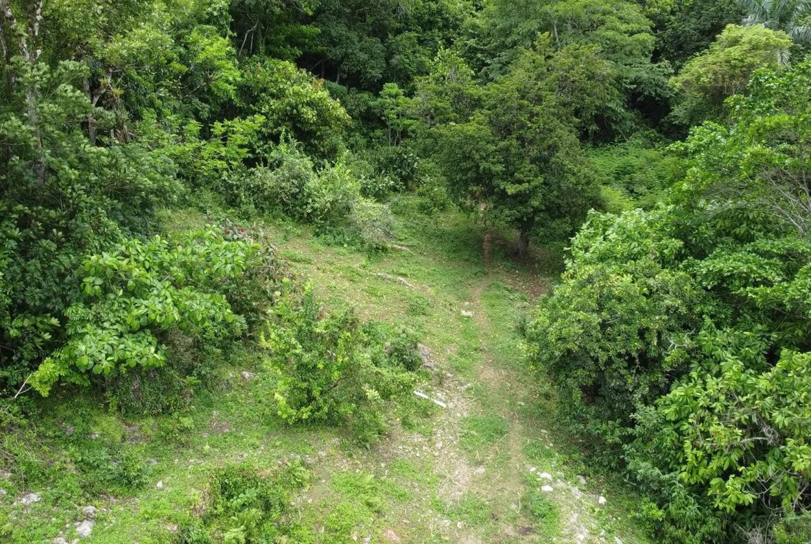 Thirteenth image of Part of Freeman Hall in Ulster Spring, Trelawny, Jamaica - property is For Sale