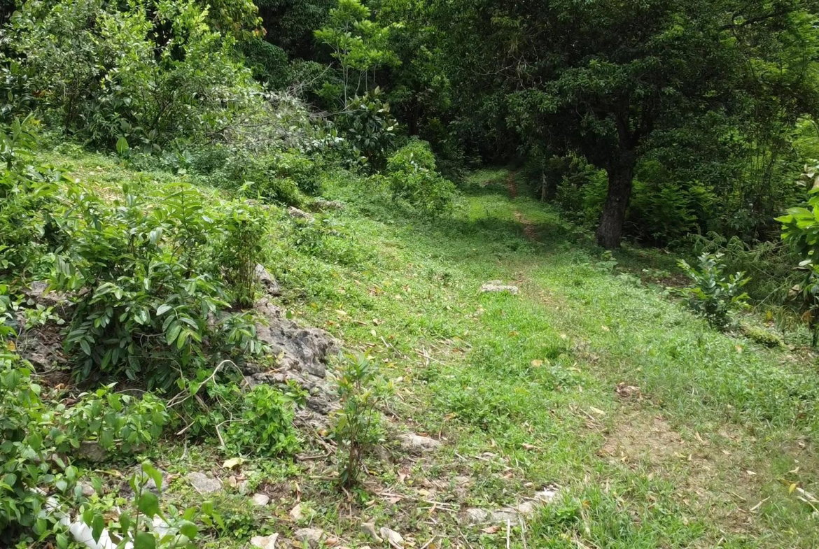 Fourteenth image of Part of Freeman Hall in Ulster Spring, Trelawny, Jamaica - property is For Sale