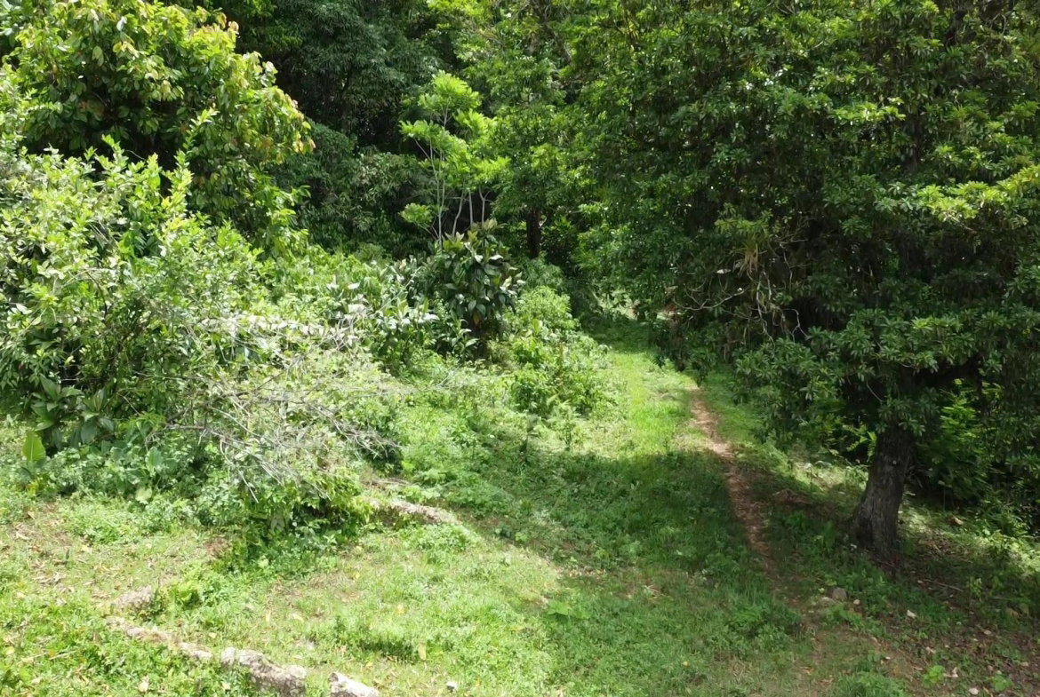 Fifteenth image of Part of Freeman Hall in Ulster Spring, Trelawny, Jamaica - property is For Sale