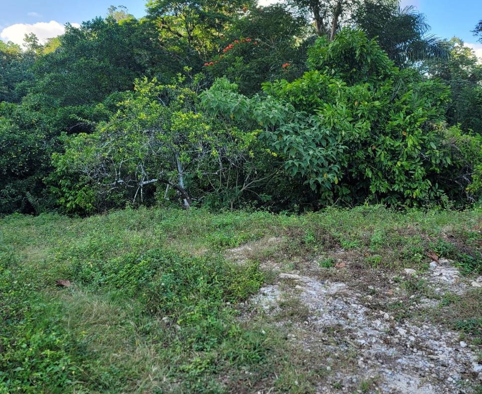 Fourth image of Part of Freeman Hall in Ulster Spring, Trelawny, Jamaica - property is For Sale