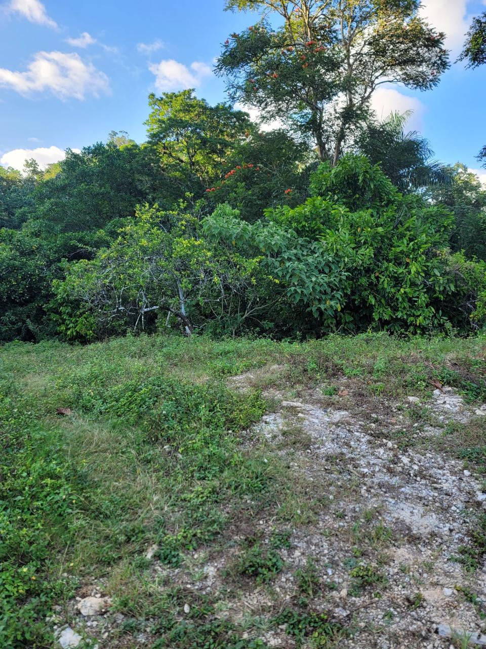 30.35-Acres-of-Prime-Development-Land-in-Trelawny-Jamaica Fourth image of Part of Freeman Hall in Ulster Spring, Trelawny, Jamaica - property is For Sale