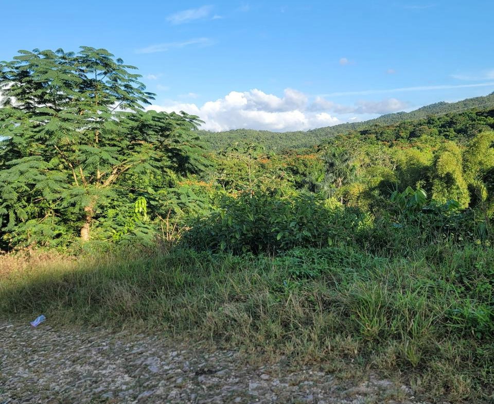 Fifth image of Part of Freeman Hall in Ulster Spring, Trelawny, Jamaica - property is For Sale