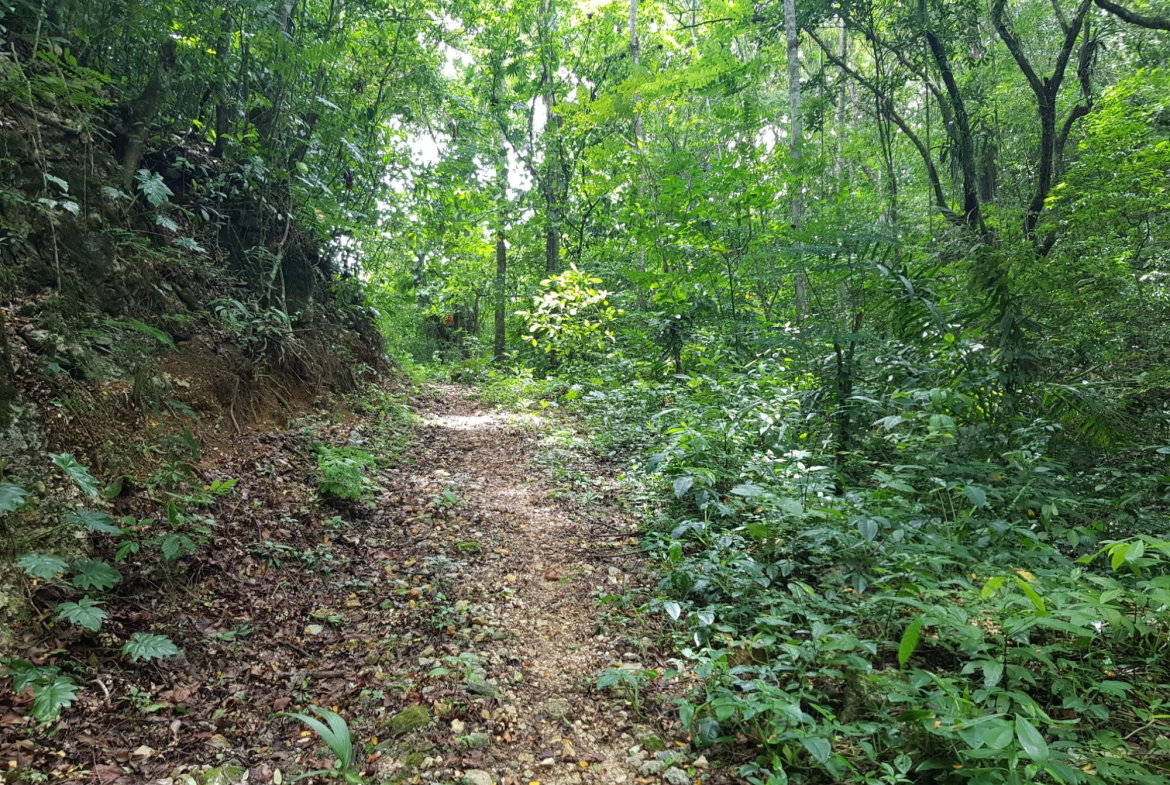 Seventh image of Part of Freeman Hall in Ulster Spring, Trelawny, Jamaica - property is For Sale