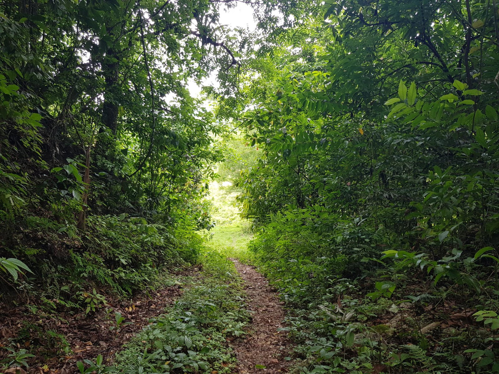 30.35-Acres-of-Prime-Development-Land-in-Trelawny-Jamaica Eighth image of Part of Freeman Hall in Ulster Spring, Trelawny, Jamaica - property is For Sale