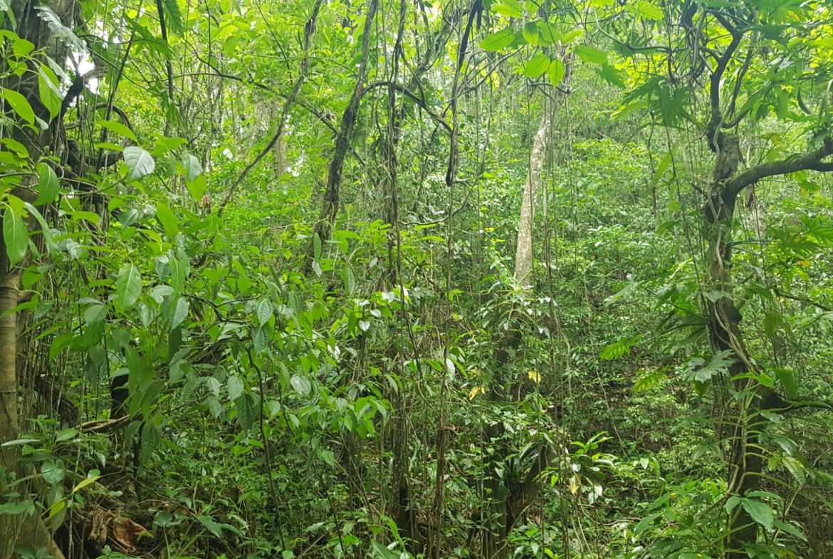 Ninth image of Part of Freeman Hall in Ulster Spring, Trelawny, Jamaica - property is For Sale