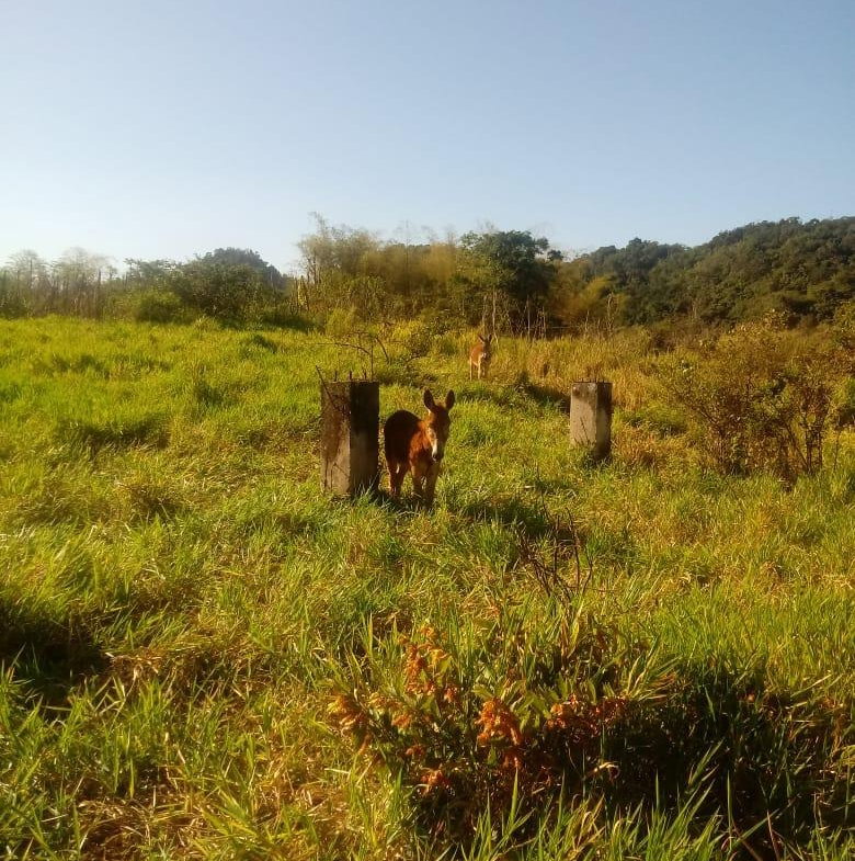 Second image of Oxford Trelawny in Clarks Town, Trelawny, Jamaica - property is For Rent