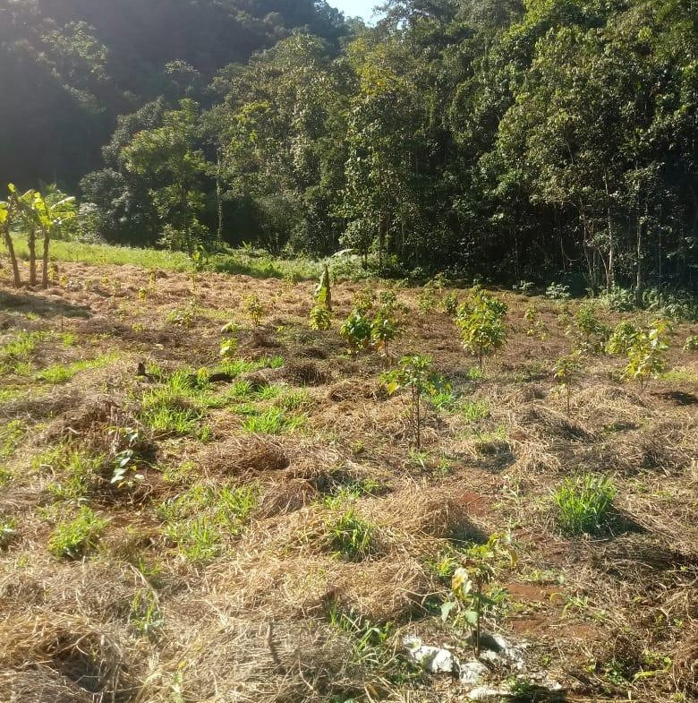 Third image of Oxford Trelawny in Clarks Town, Trelawny, Jamaica - property is For Rent