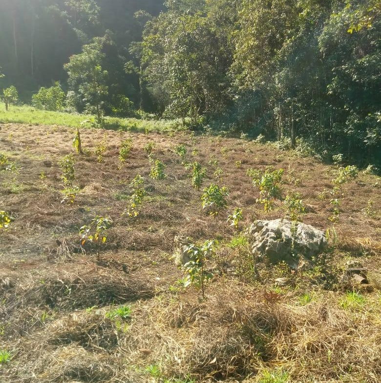 Fifth image of Oxford Trelawny in Clarks Town, Trelawny, Jamaica - property is For Rent