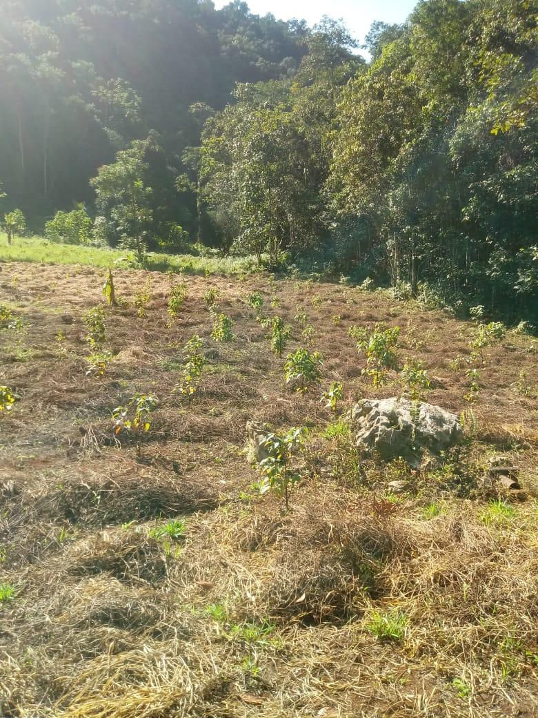 Fifth image of Oxford Trelawny in Clarks Town, Trelawny, Jamaica - property is For Rent