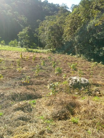 Fifth image of Oxford Trelawny in Clarks Town, Trelawny, Jamaica - property is For Rent