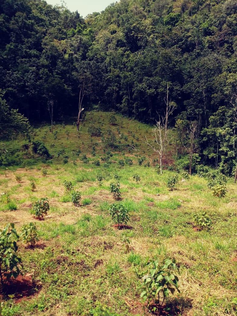 Sixth image of Oxford Trelawny in Clarks Town, Trelawny, Jamaica - property is For Rent