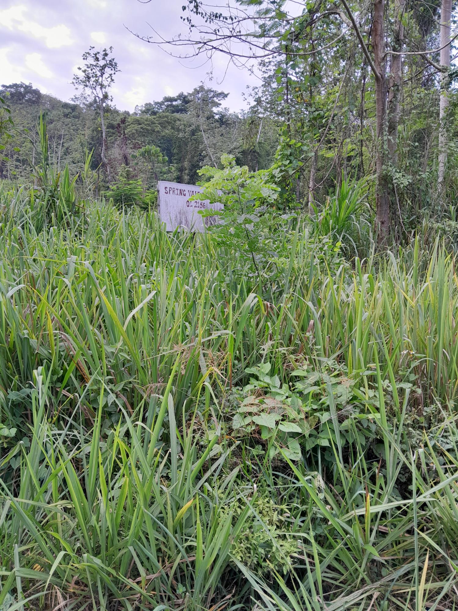 Sixth image of Lot 4 Springvale , Bog Walk St. in Bog Walk, St. Catherine, Jamaica - property is For Sale