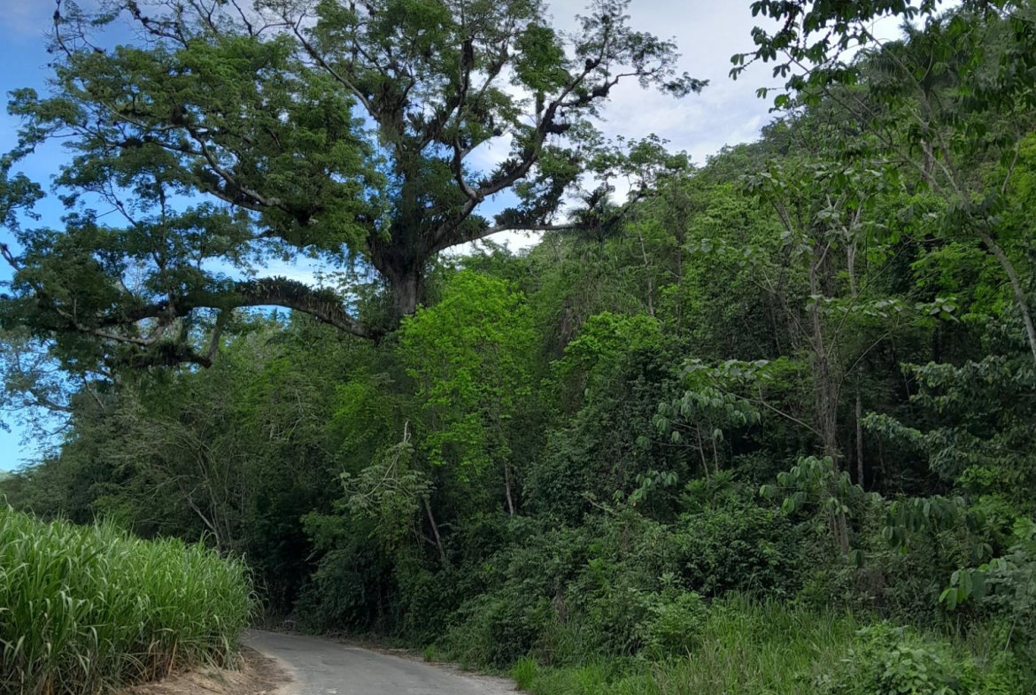 Seventh image of Lot 4 Springvale , Bog Walk St. in Bog Walk, St. Catherine, Jamaica - property is For Sale