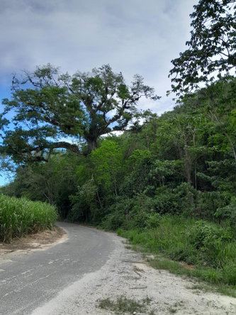 Seventh image of Lot 4 Springvale , Bog Walk St. in Bog Walk, St. Catherine, Jamaica - property is For Sale