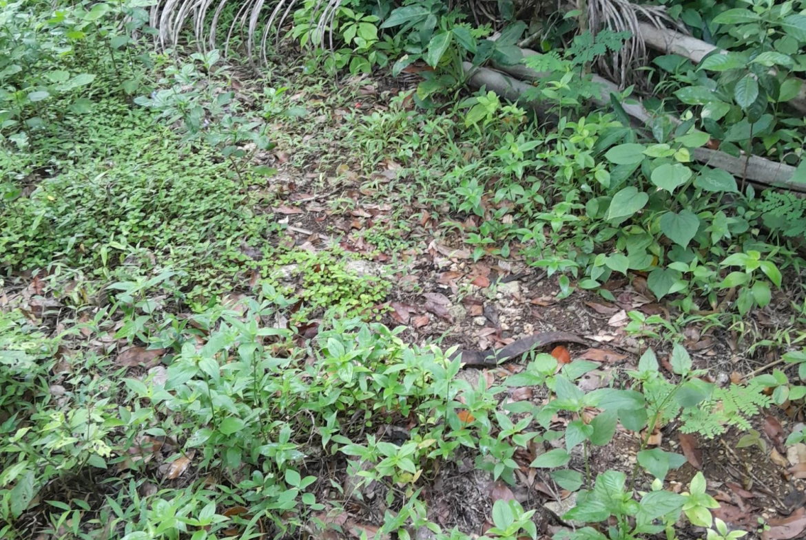 Ninth image of Lot 4 Springvale , Bog Walk St. in Bog Walk, St. Catherine, Jamaica - property is For Sale