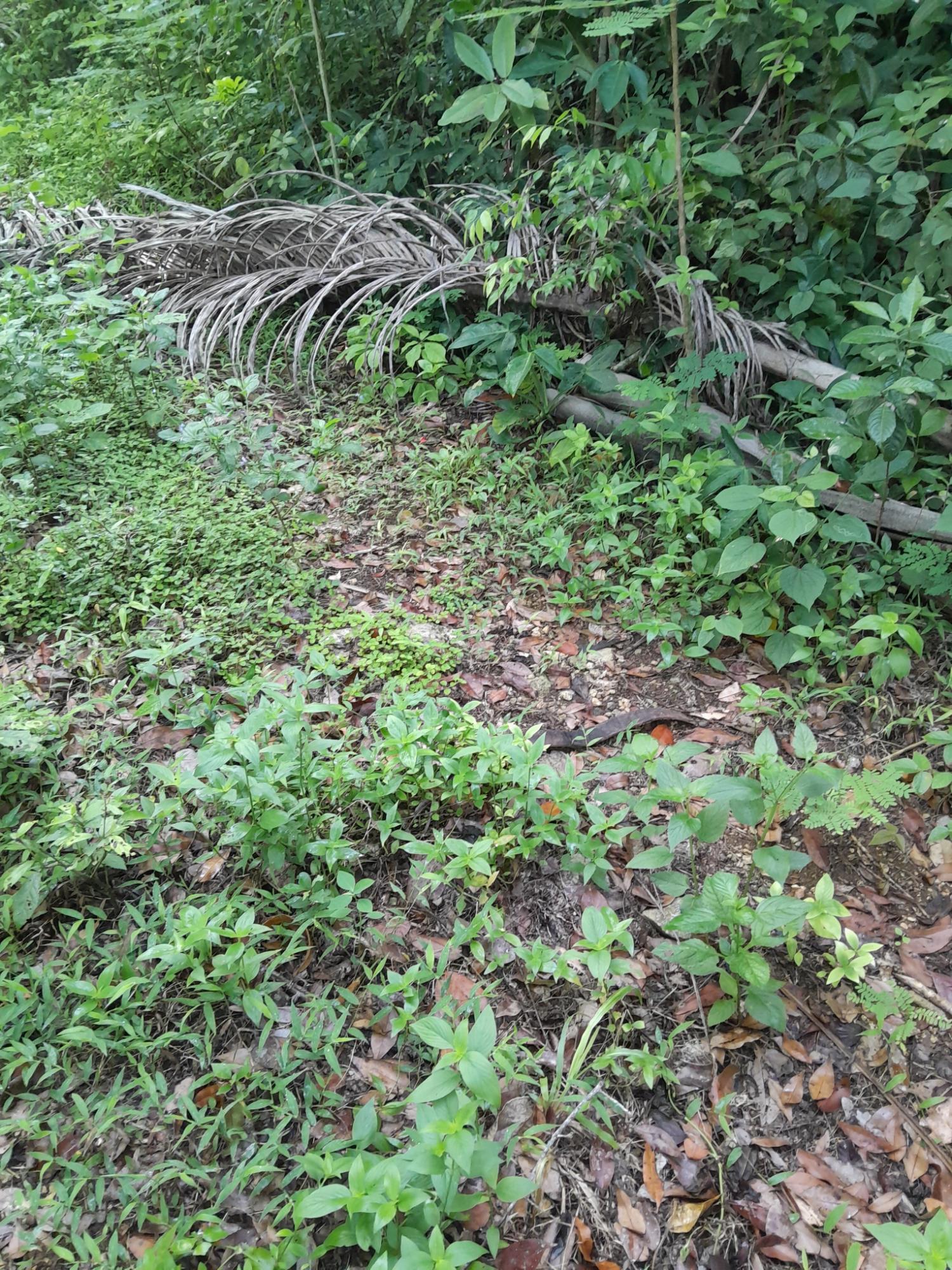 Ninth image of Lot 4 Springvale , Bog Walk St. in Bog Walk, St. Catherine, Jamaica - property is For Sale