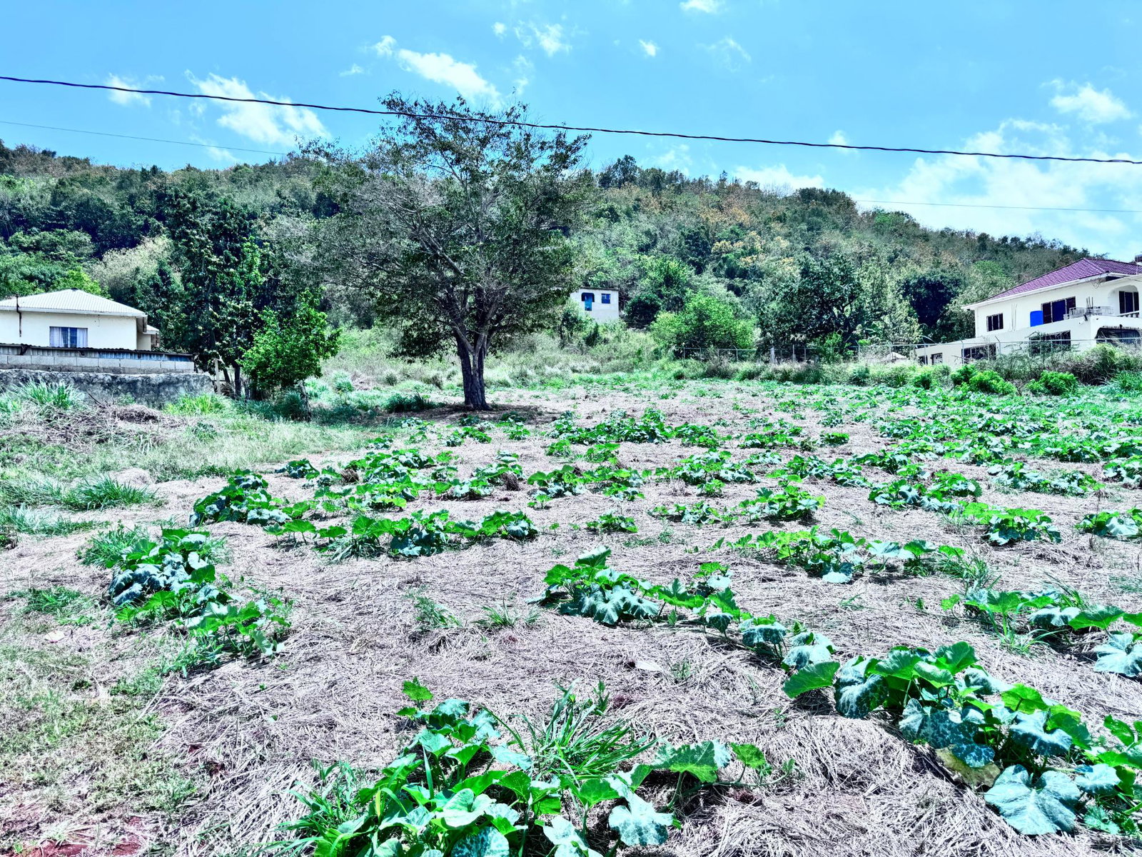 Second image of Ballards Valley, Junction in Ballards Valley, St. Elizabeth, Jamaica - property is For Sale