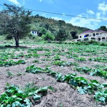 First image of Ballards Valley, Junction in Ballards Valley, St. Elizabeth, Jamaica - property is For Sale