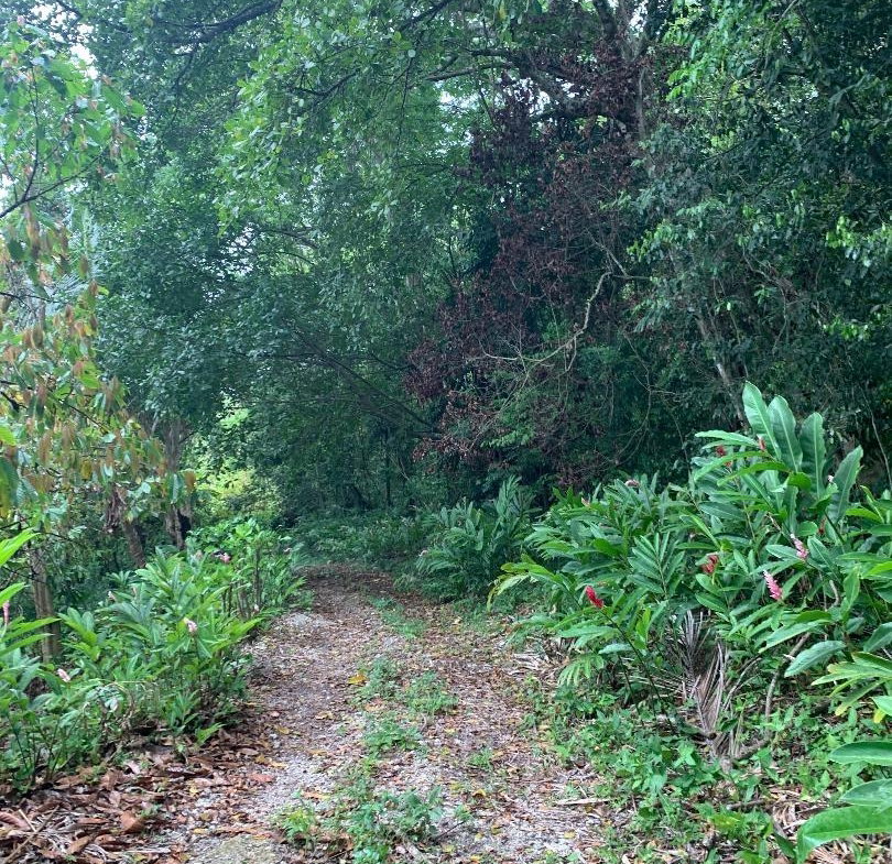 Fifth image of 4 Union Pen in Oracabessa, St. Mary, Jamaica - property is For Sale