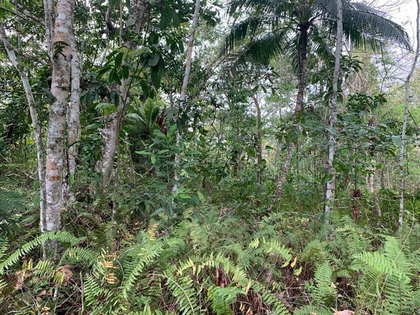 Sixth image of 4 Union Pen in Oracabessa, St. Mary, Jamaica - property is For Sale