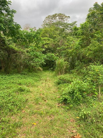 Seventh image of 4 Union Pen in Oracabessa, St. Mary, Jamaica - property is For Sale