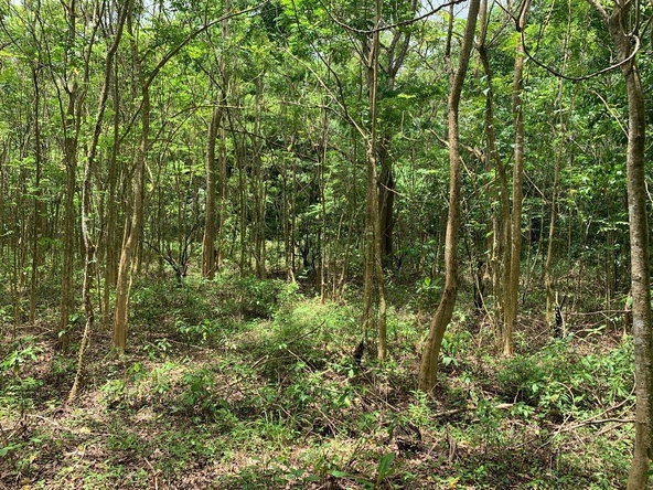 Eighth image of 4 Union Pen in Oracabessa, St. Mary, Jamaica - property is For Sale