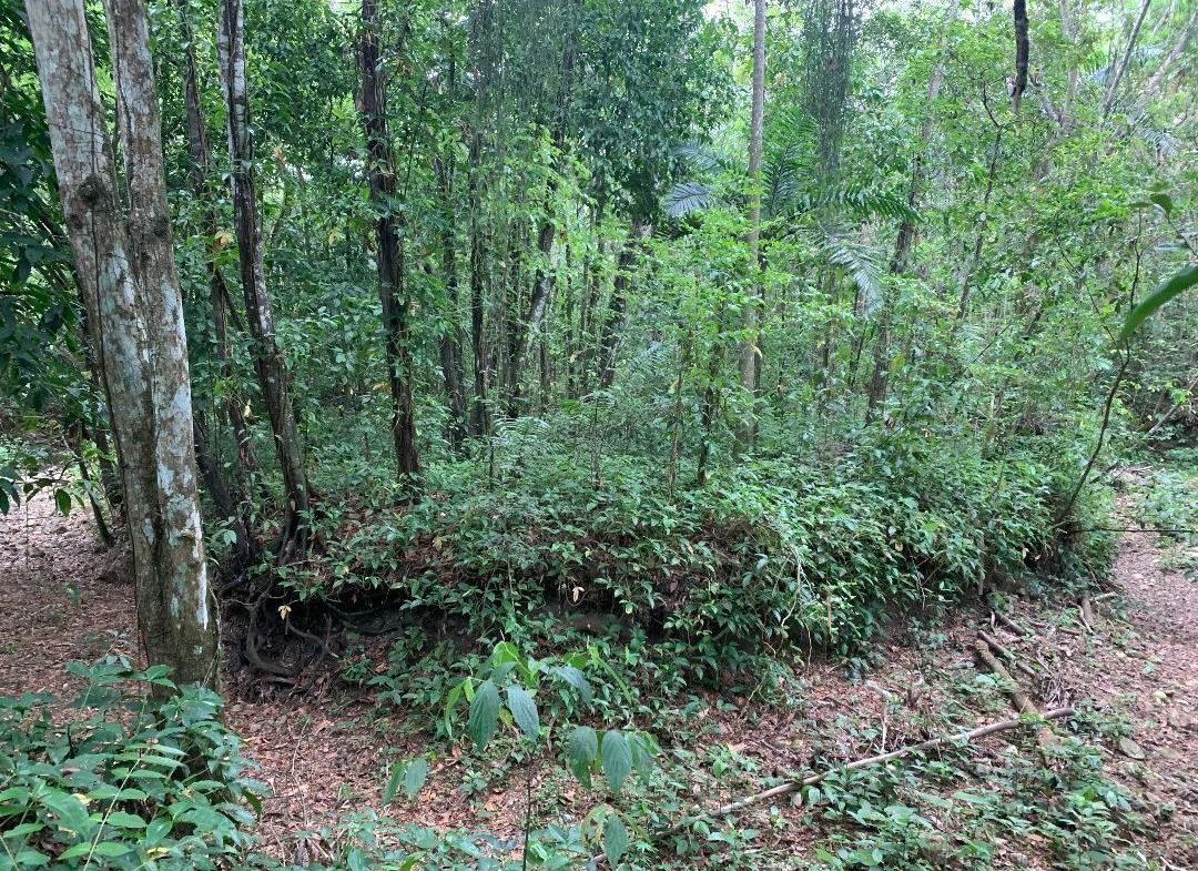 Third image of 3- Union Pen in Oracabessa, St. Mary, Jamaica - property is For Sale