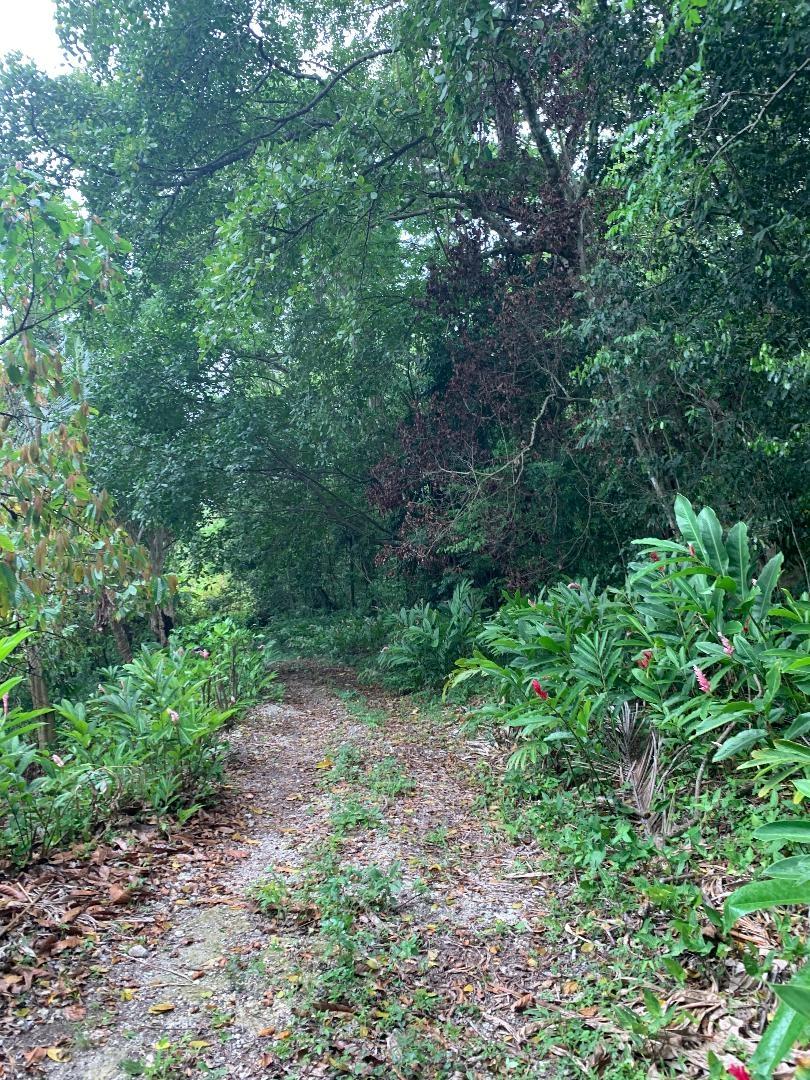Fourth image of 3- Union Pen in Oracabessa, St. Mary, Jamaica - property is For Sale