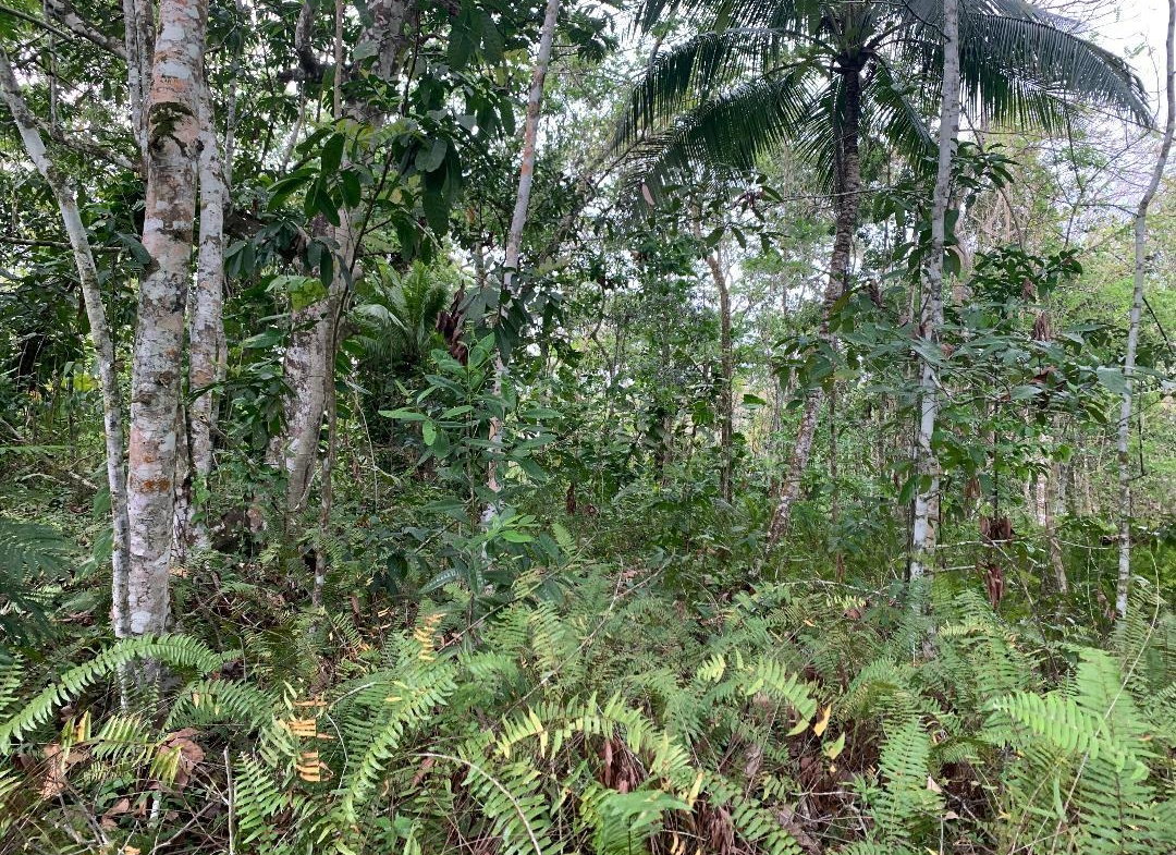 Fifth image of 3- Union Pen in Oracabessa, St. Mary, Jamaica - property is For Sale