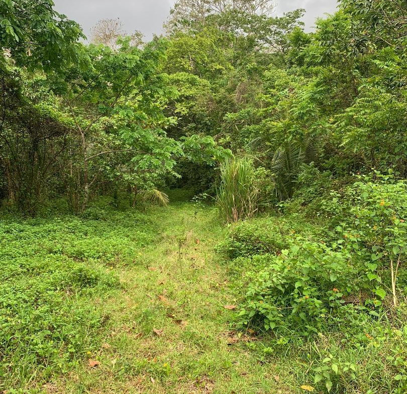 Sixth image of 3- Union Pen in Oracabessa, St. Mary, Jamaica - property is For Sale