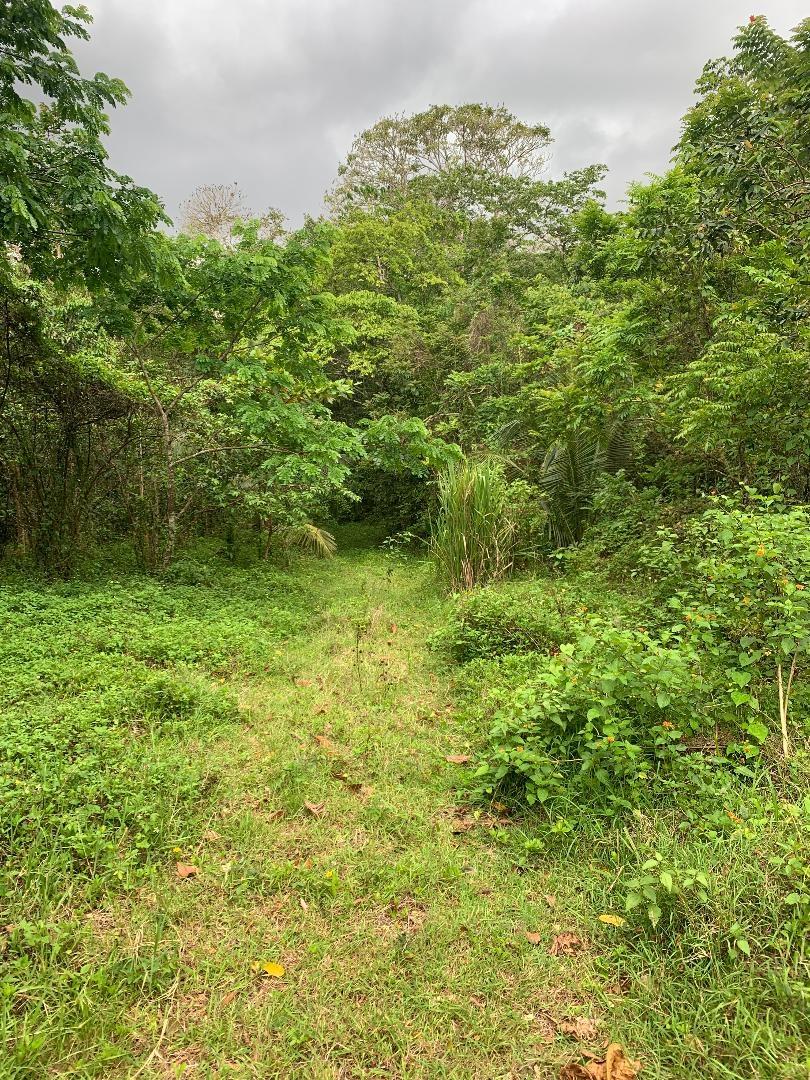 Sixth image of 3- Union Pen in Oracabessa, St. Mary, Jamaica - property is For Sale