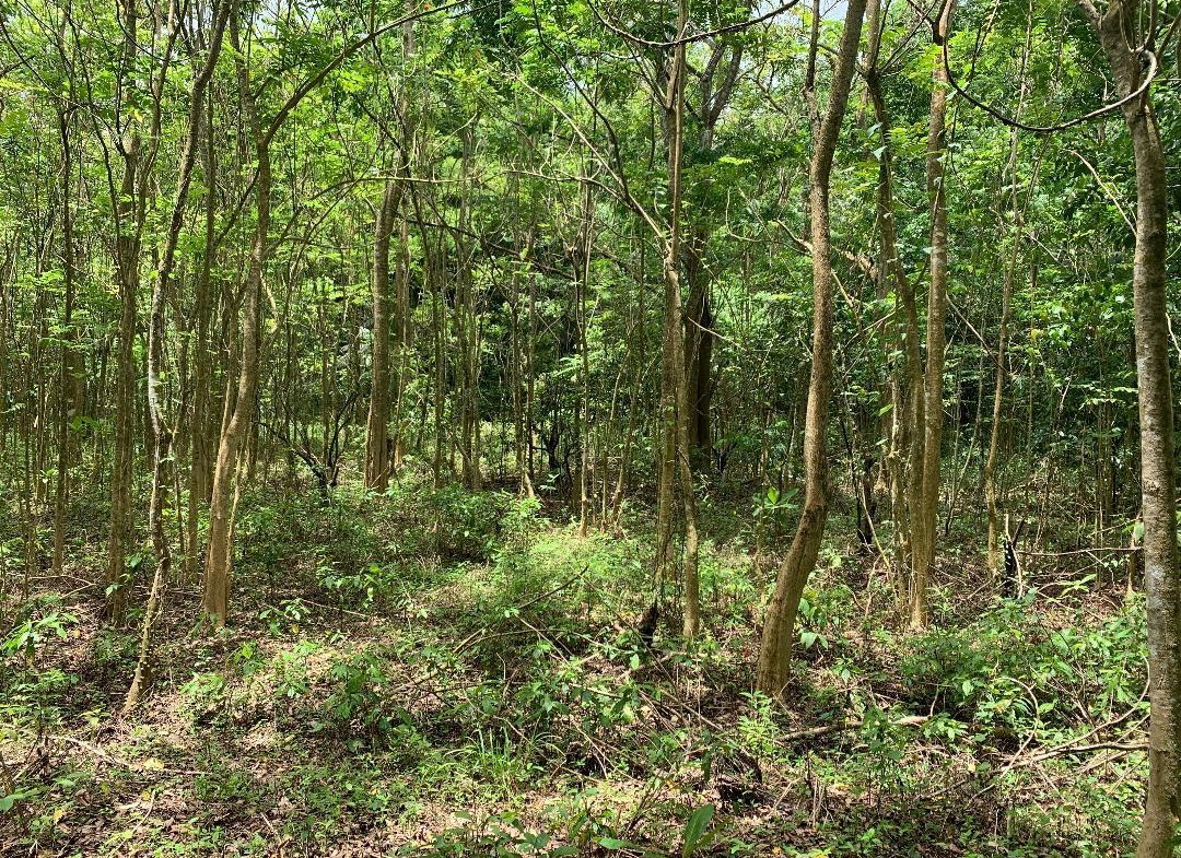 Seventh image of 3- Union Pen in Oracabessa, St. Mary, Jamaica - property is For Sale