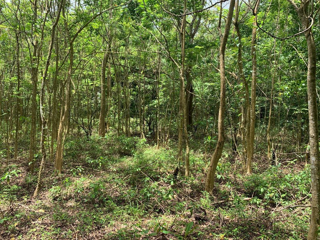 Seventh image of 3- Union Pen in Oracabessa, St. Mary, Jamaica - property is For Sale