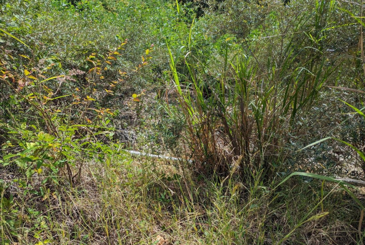 Eleventh image of Marley Hill District, Cro in Cross Keys, Manchester, Jamaica - property is For Sale