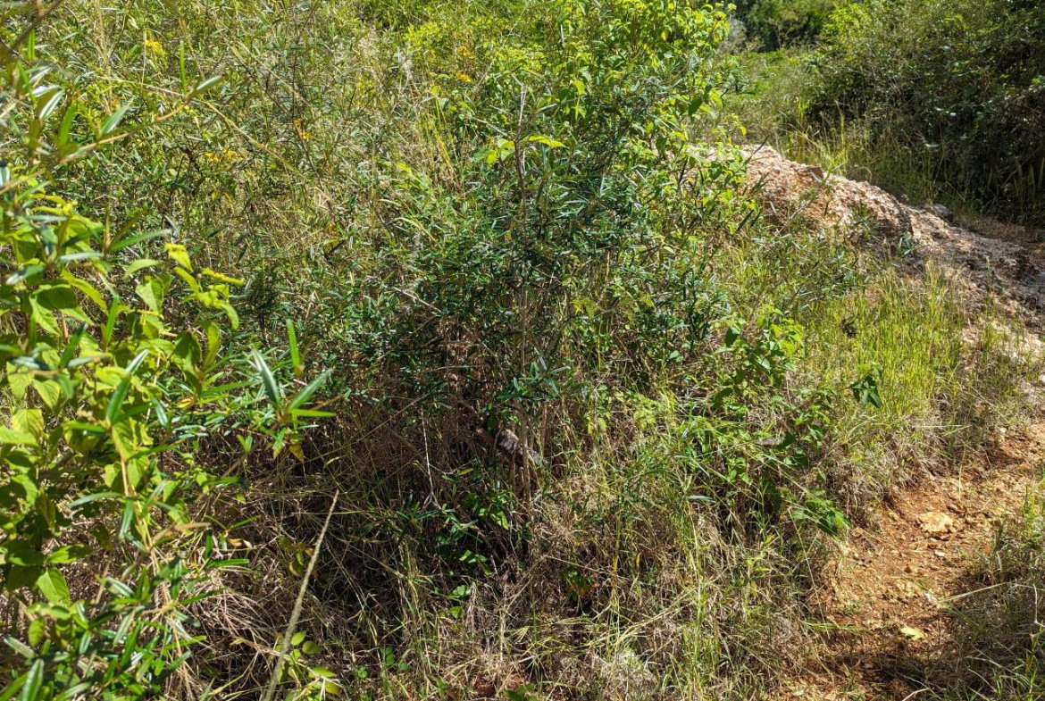 Twelfth image of Marley Hill District, Cro in Cross Keys, Manchester, Jamaica - property is For Sale