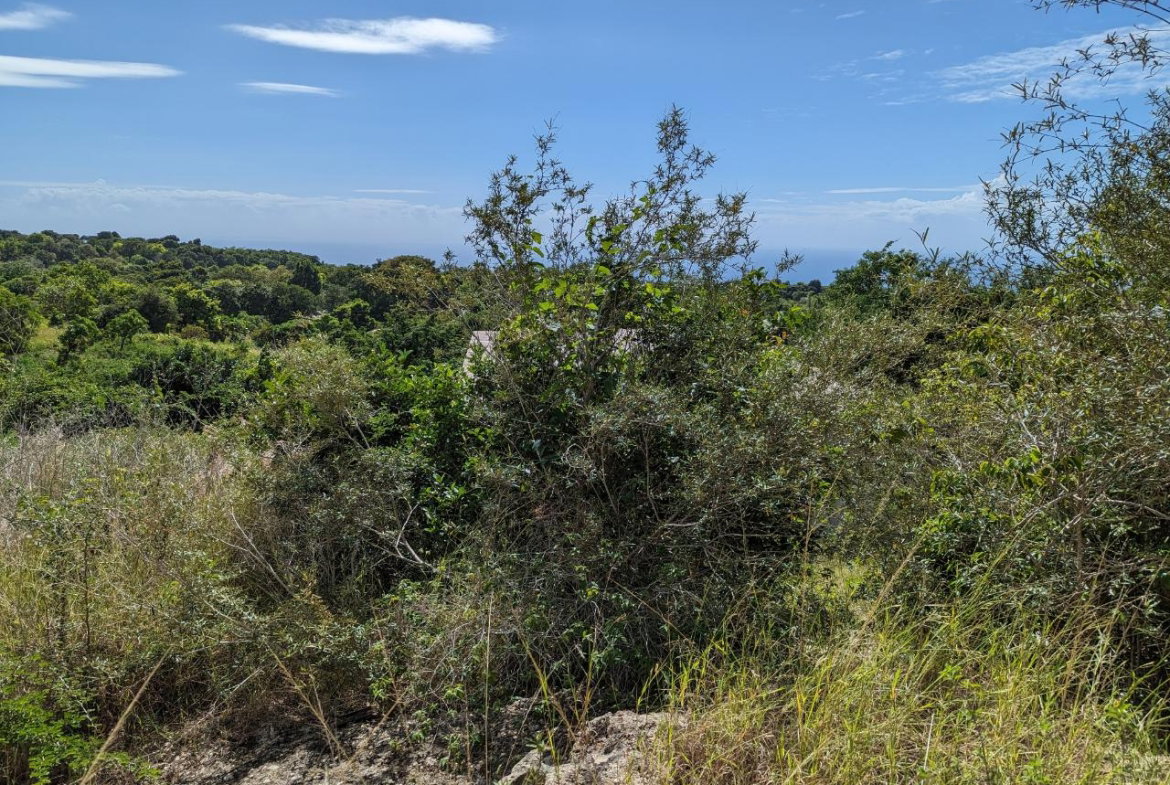 Fourteenth image of Marley Hill District, Cro in Cross Keys, Manchester, Jamaica - property is For Sale