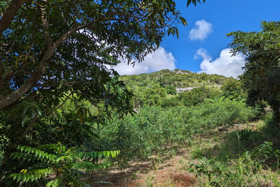 Sixth image of Marley Hill District, Cro in Cross Keys, Manchester, Jamaica - property is For Sale