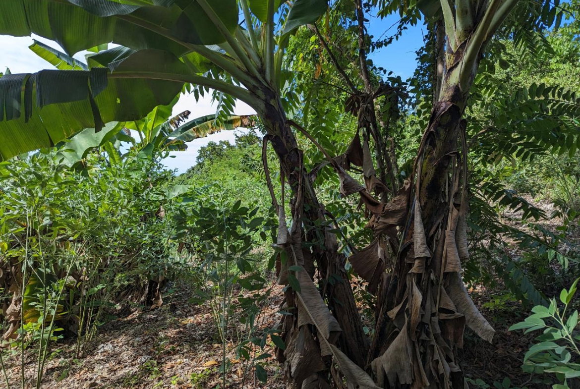 Seventh image of Marley Hill District, Cro in Cross Keys, Manchester, Jamaica - property is For Sale