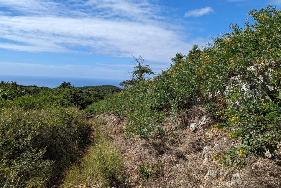 Eighth image of Marley Hill District, Cro in Cross Keys, Manchester, Jamaica - property is For Sale