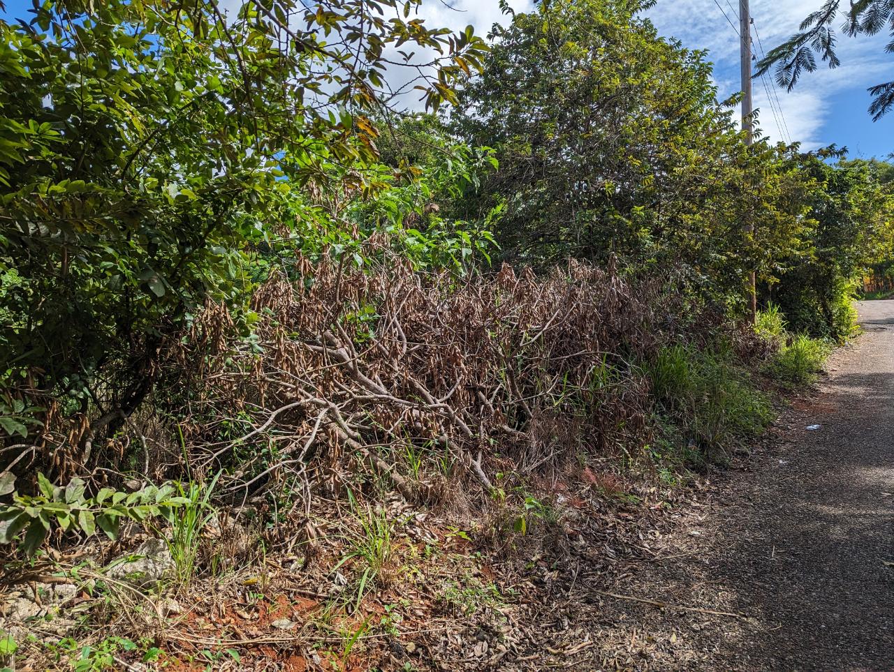 Tenth image of Marley Hill District, Cro in Cross Keys, Manchester, Jamaica - property is For Sale