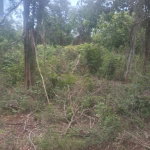 First image of Beecher Farraras Guanaboa in Old Harbour, St. Catherine, Jamaica - property is For Sale