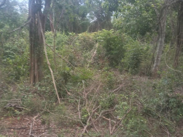 First image of Beecher Farraras Guanaboa in Old Harbour, St. Catherine, Jamaica - property is For Sale