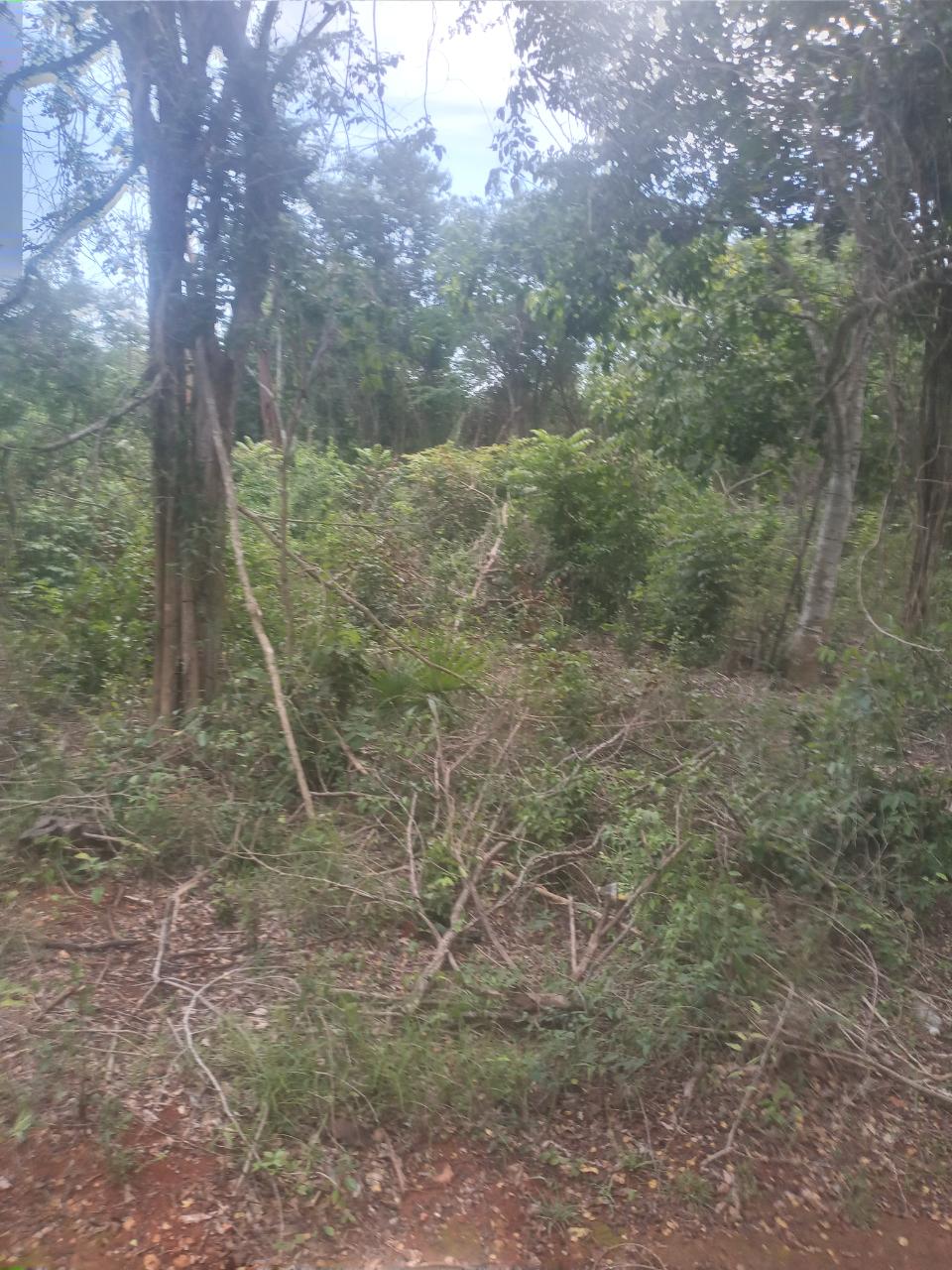 First image of Beecher Farraras Guanaboa in Old Harbour, St. Catherine, Jamaica - property is For Sale