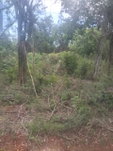 First image of Beecher Farraras Guanaboa in Old Harbour, St. Catherine, Jamaica - property is For Sale